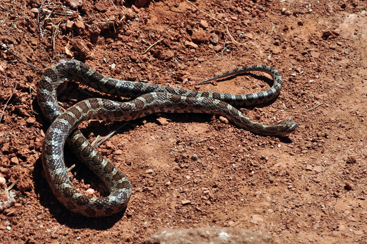 snake on trail